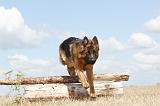 BERGER ALLEMAND 263